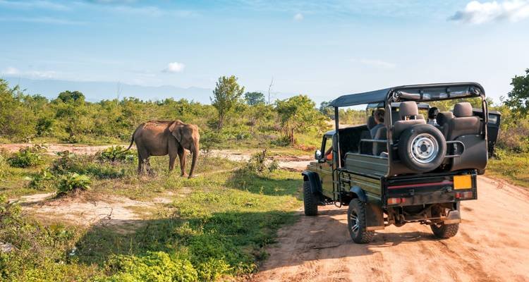 Yala Safari Adventure